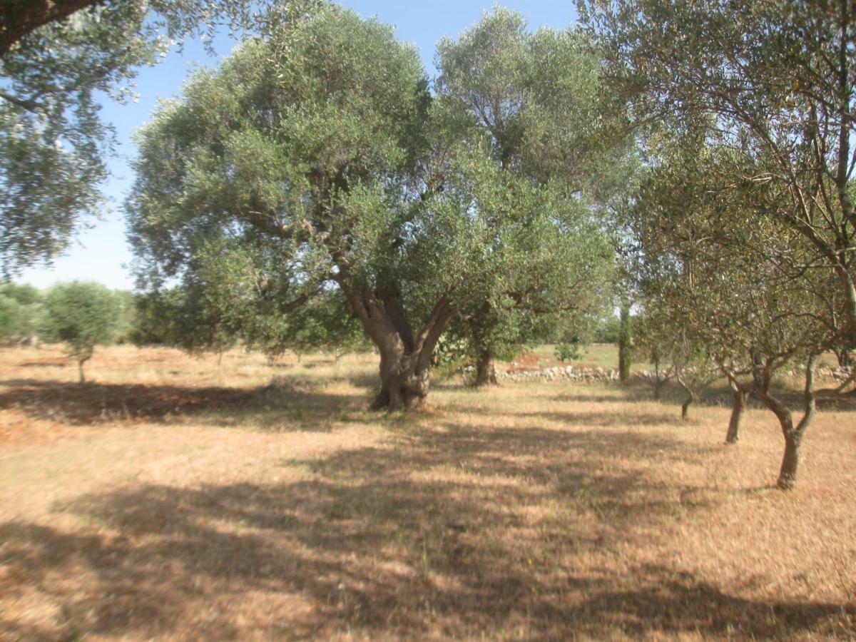 Fenicepugliese San Vito dei Normanni Bagian luar foto